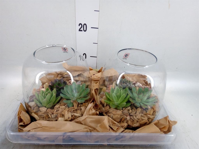<h4>Arr.  Succulents L%</h4>