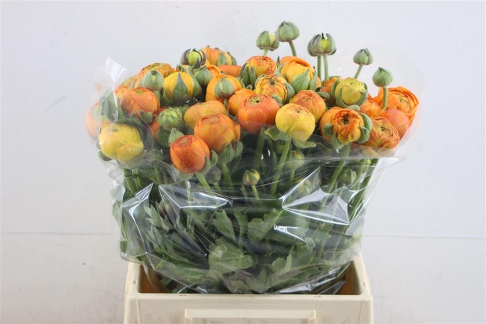 <h4>Ran Azur Orange Super</h4>