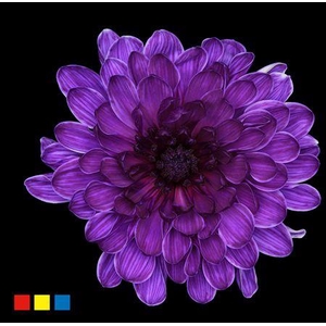 Chr T Altaj Violet