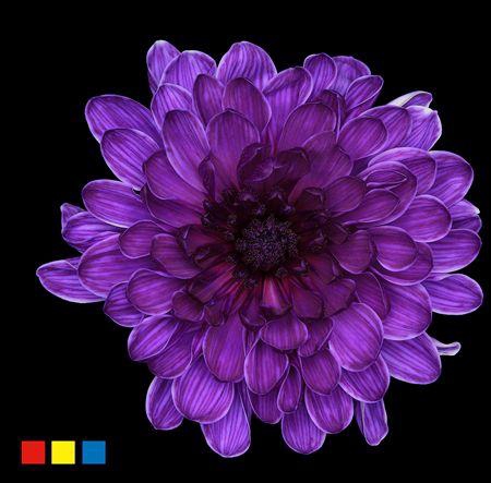 <h4>Chr T Altaj Violet</h4>