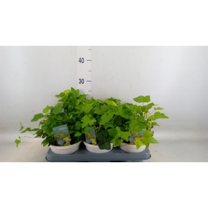 Hedera helix 'Wonder'