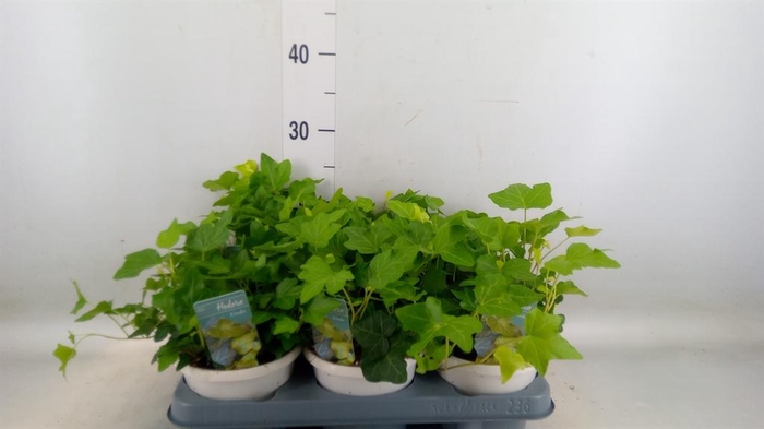 <h4>Hedera helix 'Wonder'</h4>