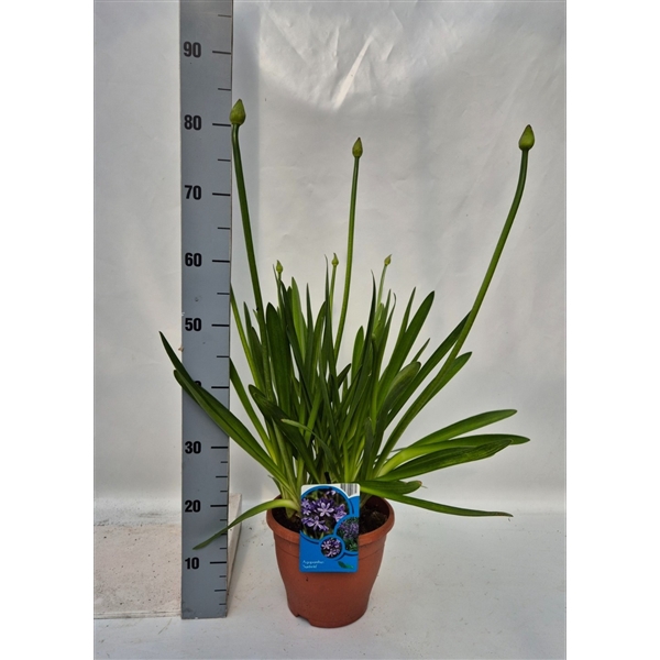 <h4>Agapanthus Sunfield</h4>