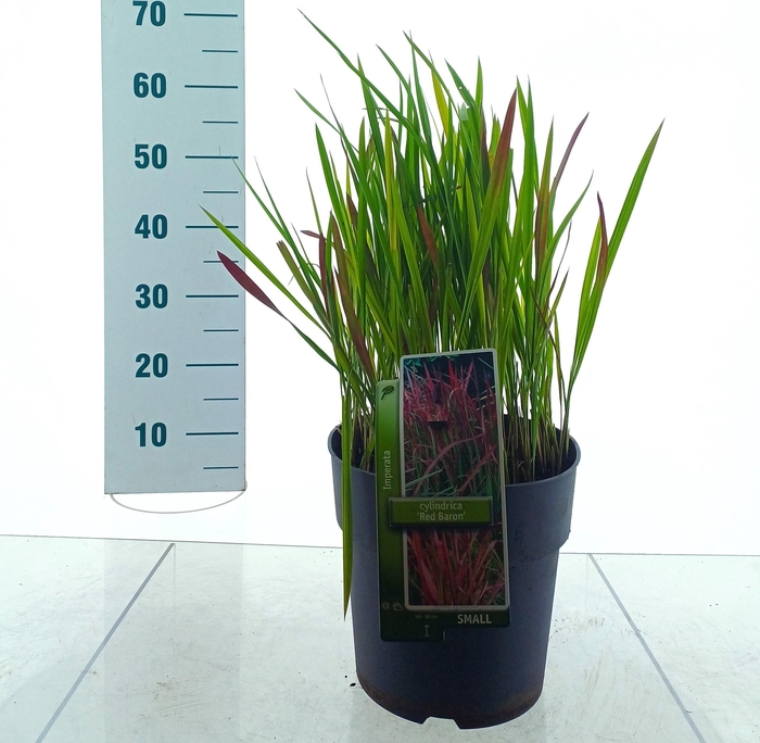 arr8 Impe Cy Red Baron