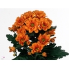 CHR T MANAGUA ORANGE