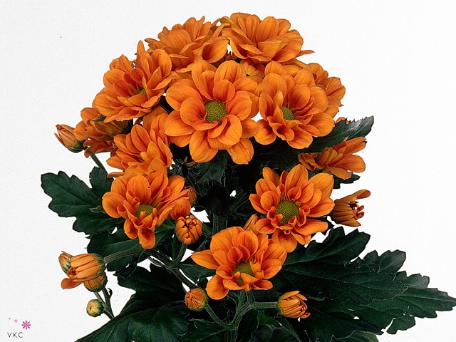 CHR T MANAGUA ORANGE