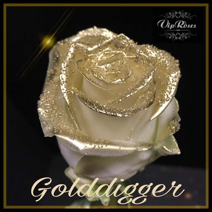 <h4>R GR CHOCO GOLDDIGGER (R460)</h4>