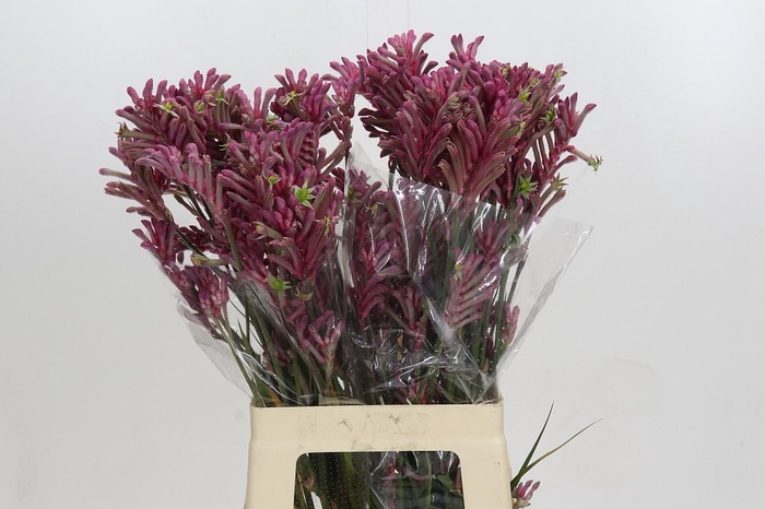 <h4>Anigozanthos Mini Pearl</h4>