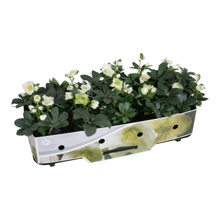 <h4>Helleborus niger Christmas Carol</h4>