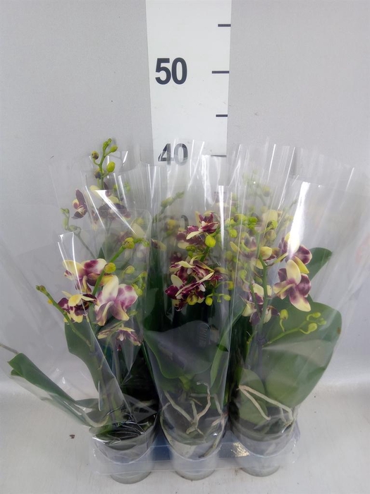<h4>Phalaenopsis multi.   ...yellow</h4>