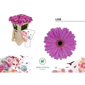 Gerbera MI 'Lois'