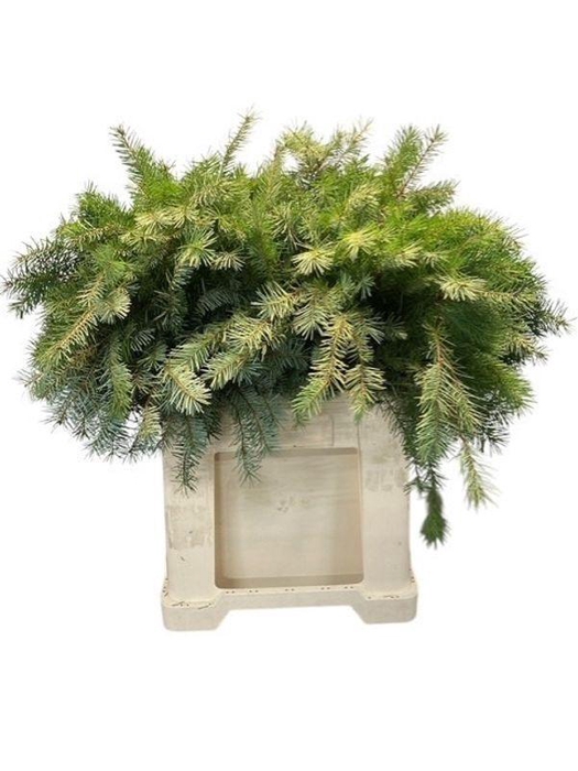 <h4>ABIES NOB GROEN BOS</h4>