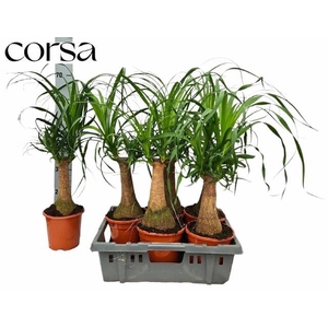 BEAUCARNEA RECUR
