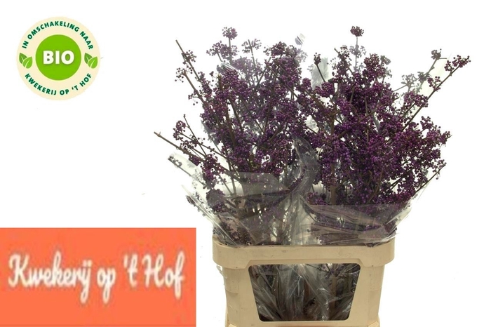 <h4>CALLICARPA BOD PROFU</h4>