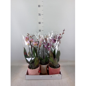 Phalaenopsis   ...mix