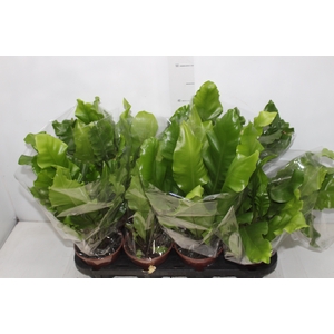 ASPLENIUM NIDUS P14