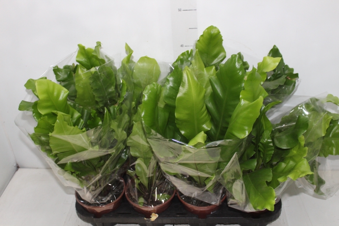 <h4>ASPLENIUM NIDUS P14</h4>