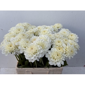 DAHL WHITE LOVE