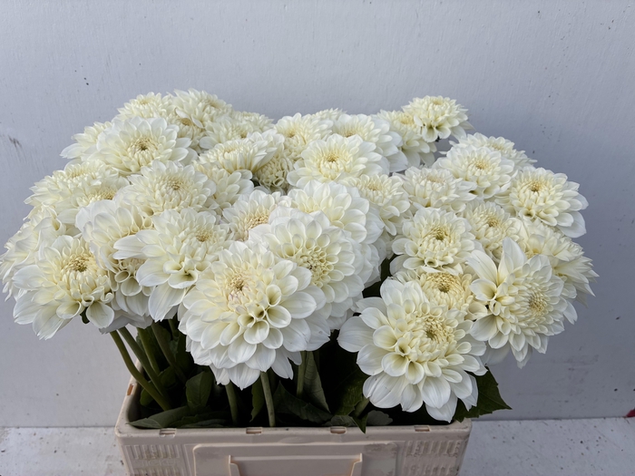 <h4>DAHL WHITE LOVE</h4>