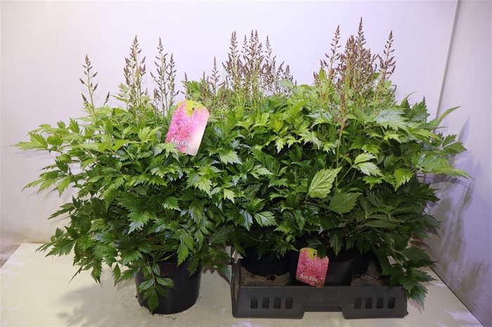 <h4>arr8 Astilb J Mainz</h4>