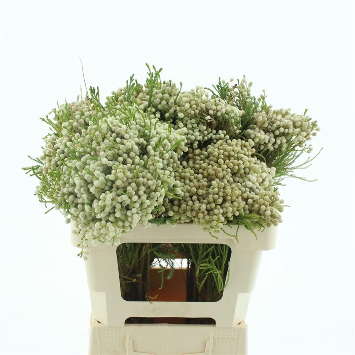 <h4>Kaaps Lanuginosa White</h4>