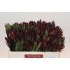 Leucadendron Saf Sunset Dark Red