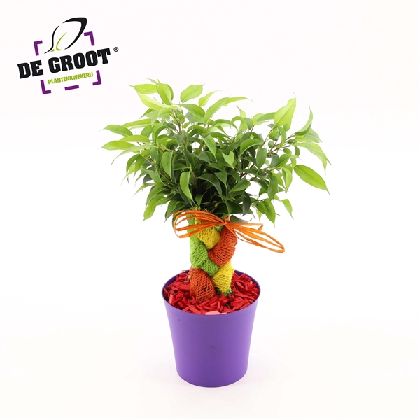 <h4>Ficus Crazy Tree "Summertwist"</h4>