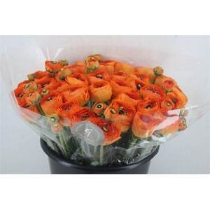 Ran Cloni Sup Lambada