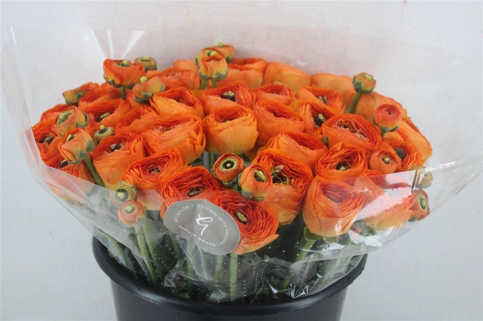 <h4>Ran Cloni Sup Lambada</h4>