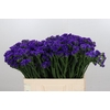 Limonium Navy Sun Birds