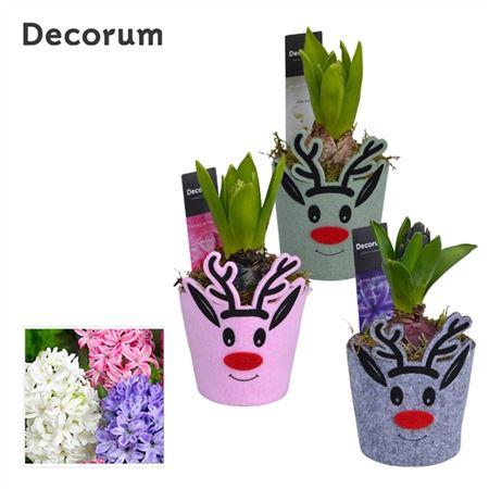 <h4>Hyacinth Mix Hl13992 Rudolph The Reindeer</h4>