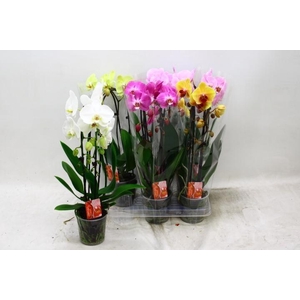 PHAL EL CASCADE