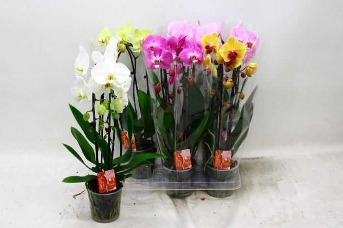 <h4>PHAL EL CASCADE</h4>