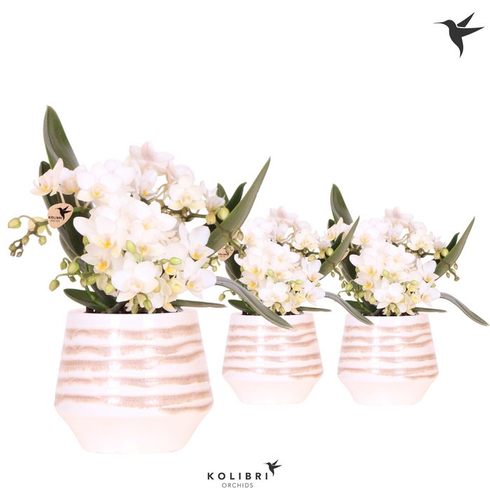 <h4>Kolibri Orchids Phalaenopsis Nazare 4 spike in Moonstone pot white</h4>