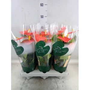 Anthurium andr. 'Solara'