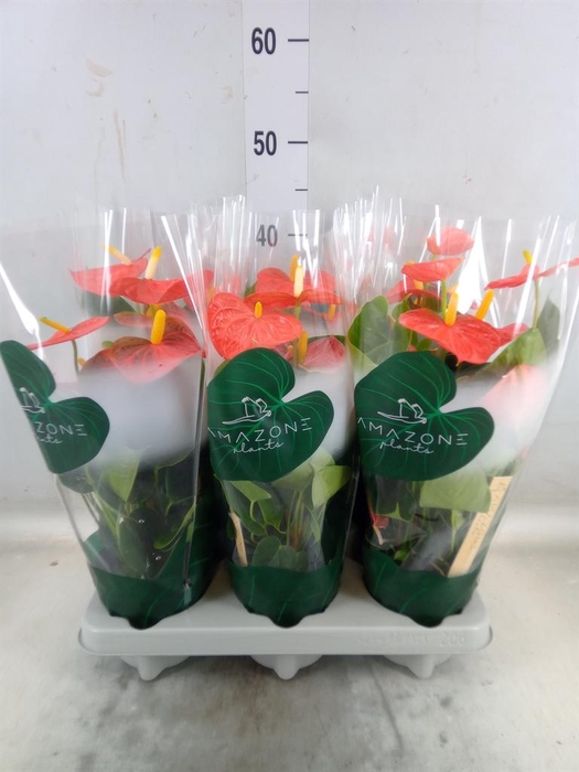 <h4>Anthurium andr. 'Solara'</h4>