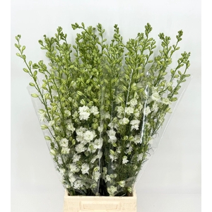 Delphinium consolida White Spire