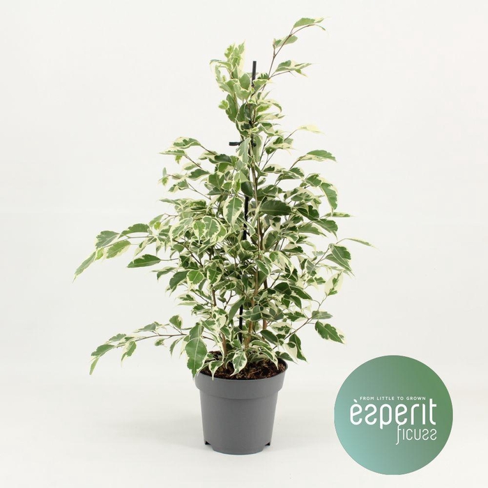 <h4>Ficus Be Twilight</h4>