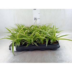 Chlorophytum com. 'Ocean'