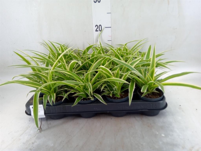 <h4>Chlorophytum com. 'Ocean'</h4>