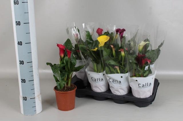 <h4>ZANT GEM 6 KL</h4>