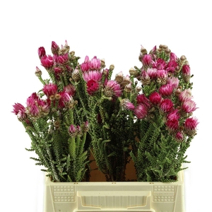 Kaaps Phaenocoma Prolifera