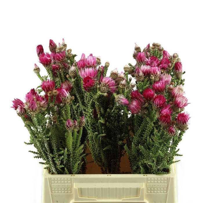 <h4>Kaaps Phaenocoma Prolifera</h4>