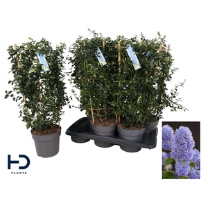 CEAN TH REPENS