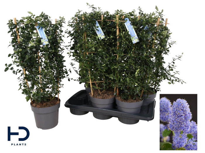 <h4>CEAN TH REPENS</h4>