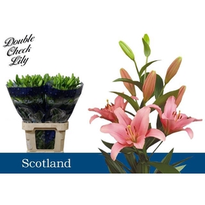 LI LA SCOTLAND
