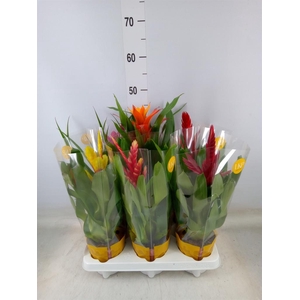 Bromelia   ...mix 10