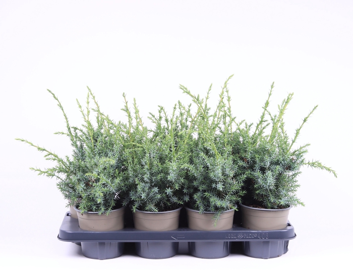 <h4>Juniperus chinensis 'Blue Alps'</h4>