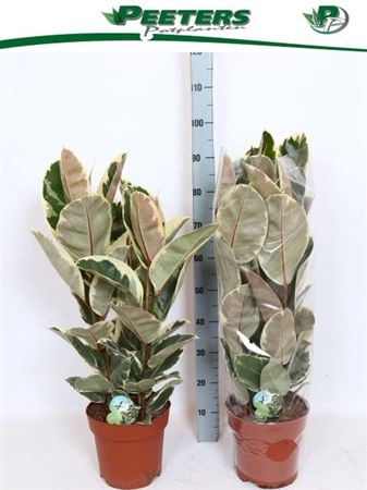 <h4>Ficus elastica 'Tineke'</h4>