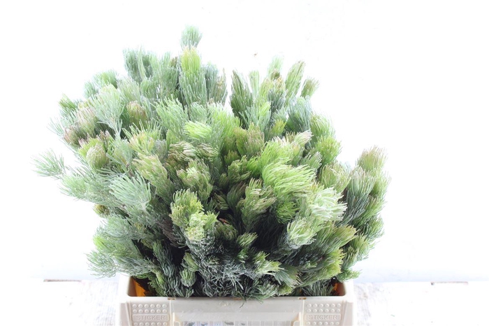 <h4>Kaaps Adenanthos</h4>